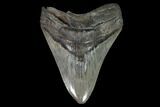Fossil Megalodon Tooth - Serrated Blade #95317-1